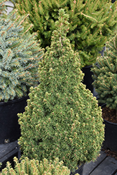 Candlelight Alberta Spruce (Picea glauca 'Candlelight') at Stonegate Gardens