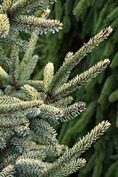 Aureovariegata Black Spruce (Picea mariana 'Aureovariegata') at Stonegate Gardens