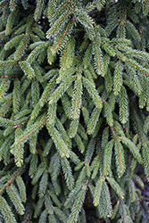 Atrovirens Oriental Spruce (Picea orientalis 'Atrovirens') at Stonegate Gardens
