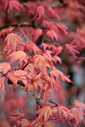 Chishio Japanese Maple (Acer palmatum 'Chishio') at Stonegate Gardens