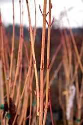 Winter Gold Snakebark Maple (Acer rufinerve 'Winter Gold') at Stonegate Gardens