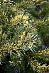 Ogon Janome Japanese White Pine (Pinus parviflora 'Ogon Janome') at Stonegate Gardens
