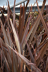 Rubra Nana New Zealand Flax (Phormium tenax 'Rubra Nana') at Stonegate Gardens