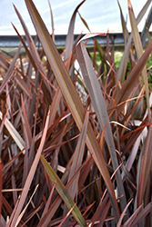 Special Red New Zealand Flax (Phormium 'Special Red') at Stonegate Gardens