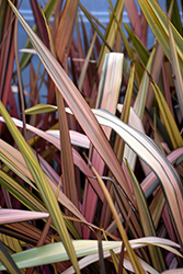 Margaret Jones New Zealand Flax (Phormium 'Margaret Jones') at Stonegate Gardens