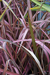 Pink Panther New Zealand Flax (Phormium 'Pink Panther') at Stonegate Gardens