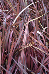 Red Dwarf New Zealand Flax (Phormium 'Red Dwarf') at Stonegate Gardens
