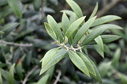 Haas Improved Manzanillo European Olive (Olea europaea 'Haas Improved Manzanillo') at Stonegate Gardens