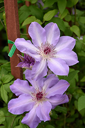 Vancouver Daybreak Clematis (Clematis 'Vancouver Daybreak') at Stonegate Gardens