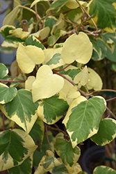 Variegated Persian Ivy (Hedera colchica 'Dentata Variegata') at Stonegate Gardens