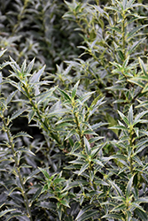 Myrtifolia English Holly (Ilex aquifolium 'Myrtifolia') at Stonegate Gardens