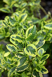 Diamond Heights California Lilac (Ceanothus griseus 'Diamond Heights') at Lakeshore Garden Centres