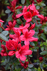 Red Red Azalea (Rhododendron 'Red Red') at Stonegate Gardens