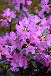 P.J.M. Checkmate Rhododendron (Rhododendron 'P.J.M. Checkmate') at Stonegate Gardens