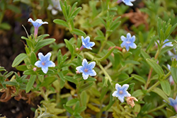 Heavenly Blue Lithodora (Lithodora diffusa 'Heavenly Blue') at Stonegate Gardens