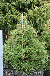 Picola Umbrella Pine (Sciadopitys verticillata 'Picola') at Stonegate Gardens