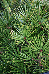 Picola Umbrella Pine (Sciadopitys verticillata 'Picola') at Stonegate Gardens