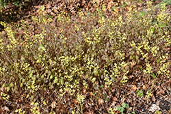 Colchian Barrenwort (Epimedium pinnatum var. colchicum) at Stonegate Gardens