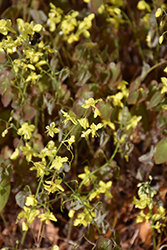 Colchian Barrenwort (Epimedium pinnatum var. colchicum) at Stonegate Gardens
