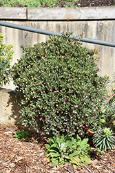 Hybrid Manzanita (Arctostaphylos x media) at Stonegate Gardens