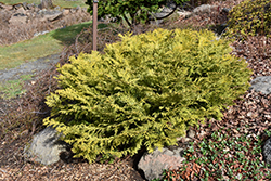 Golden False Arborvitae (Thujopsis dolabrata 'Aurea') at Stonegate Gardens