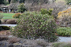 Common Manzanita (Arctostaphylos manzanita) at Stonegate Gardens