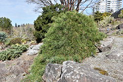 Weeping Japanese Red Pine (Pinus densiflora 'Pendula') at Stonegate Gardens