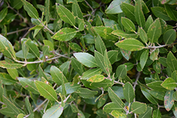 Mock Privet (Phillyrea latifolia) at Stonegate Gardens