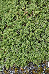 Christmas Bush (Baccharis magellanica) at Stonegate Gardens