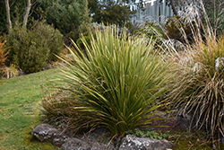 Cabbage Palm (Cordyline australis) at Stonegate Gardens