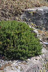 Grey Forest Juniper (Juniperus horizontalis 'Grey Forest') at A Very Successful Garden Center