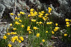 Petticoat Daffodil (Narcissus bulbocodium) at Stonegate Gardens