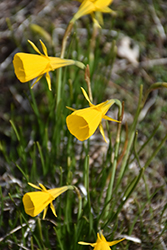 Petticoat Daffodil (Narcissus bulbocodium) at A Very Successful Garden Center