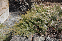 Prostrate Common Juniper (Juniperus communis var. saxatilis) at Stonegate Gardens