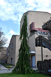 Green Arrow Nootka Cypress (Chamaecyparis nootkatensis 'Green Arrow') at Lakeshore Garden Centres