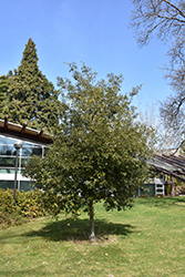 Common Olive (Olea europaea) at Lakeshore Garden Centres