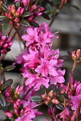 Ria Hardijzer Azaleodendron (Rhododendron 'Ria Hardijzer') at Stonegate Gardens