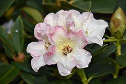 Opal Luster Rhododendron (Rhododendron 'Opal Luster') at Stonegate Gardens