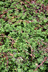 Rupturewort (Herniaria glabra) at Stonegate Gardens