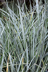 Blue Wheatgrass (Elymus magellanicus) at Stonegate Gardens