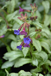 Silver Shimmers Lungwort (Pulmonaria 'Silver Shimmers') at Lakeshore Garden Centres