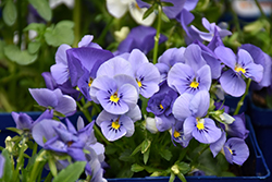 Blue Selection Pansy (Viola cornuta 'Blue Selection') at A Very Successful Garden Center
