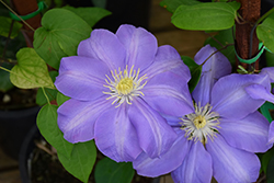 Will Barron Clematis (Clematis 'Will Barron') at Stonegate Gardens