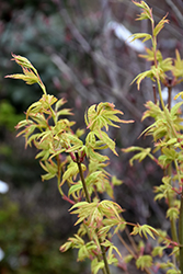 Asagi Nishiki Japanese Maple (Acer palmatum 'Asagi Nishiki') at Lakeshore Garden Centres