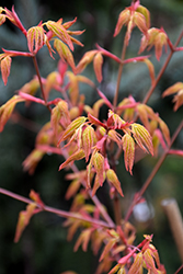Mizuho Beni Japanese Maple (Acer palmatum 'Mizuho Beni') at Lakeshore Garden Centres