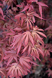 Alpine Sunrise Dwarf Japanese Maple (Acer palmatum 'Alpine Sunrise') at Lakeshore Garden Centres