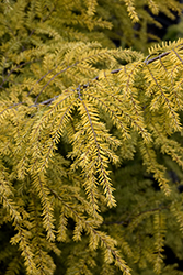 Golden Duchess Hemlock (Tsuga canadensis 'MonKinn') at Lakeshore Garden Centres
