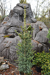 North Pole White Spruce (Picea glauca 'North Pole') at Stonegate Gardens