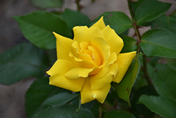 Grandma's Yellow Rose (Rosa 'Nacogdoches') at Stonegate Gardens