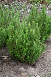 Barbeque Rosemary (Rosmarinus officinalis 'Barbeque') at The Mustard Seed